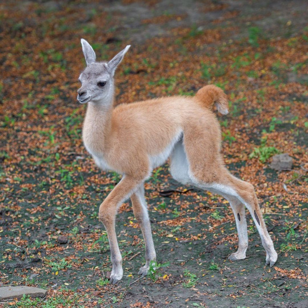 rostov_zoo_official-218166128_404274954313373_2447650333496358599_n.jpg