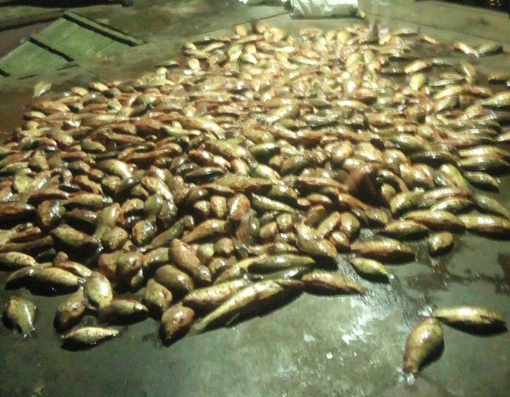 IMG-20171116-WA0060.jpg IMG-20171116-WA0060.jpg