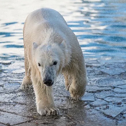 rostov_zoo_official-251339694_962691984312262_9215934564179624283_n.jpg