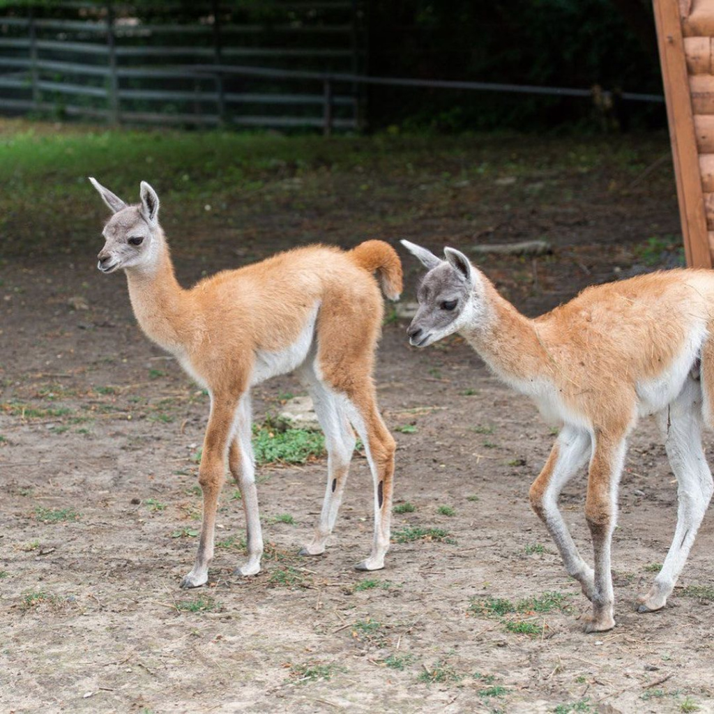 rostov_zoo_official-217507115_851944402374508_8885573923482025791_n.jpg