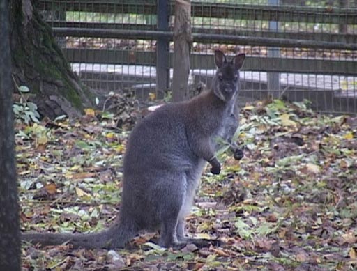 кенгуру.jpg
