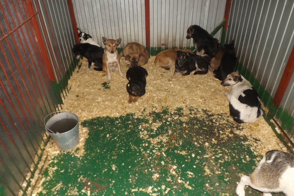 В Новошахтинске обвиняемые в убийстве 173 собак отделались штрафами. Фото: https://vk.com/ginger_dog_of_azov