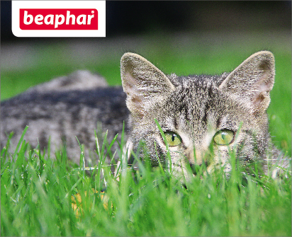 Beaphar_statya_412_335.jpg Beaphar_statya_412_335.jpg