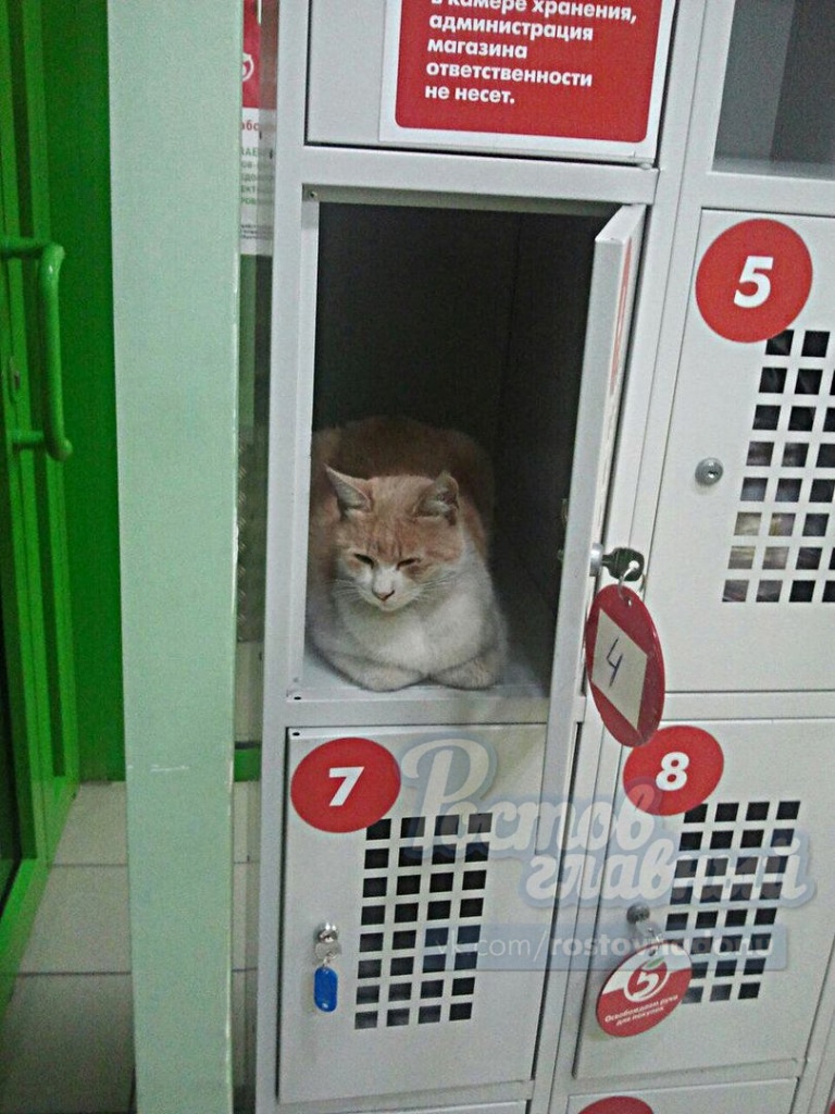 кот3.jpg