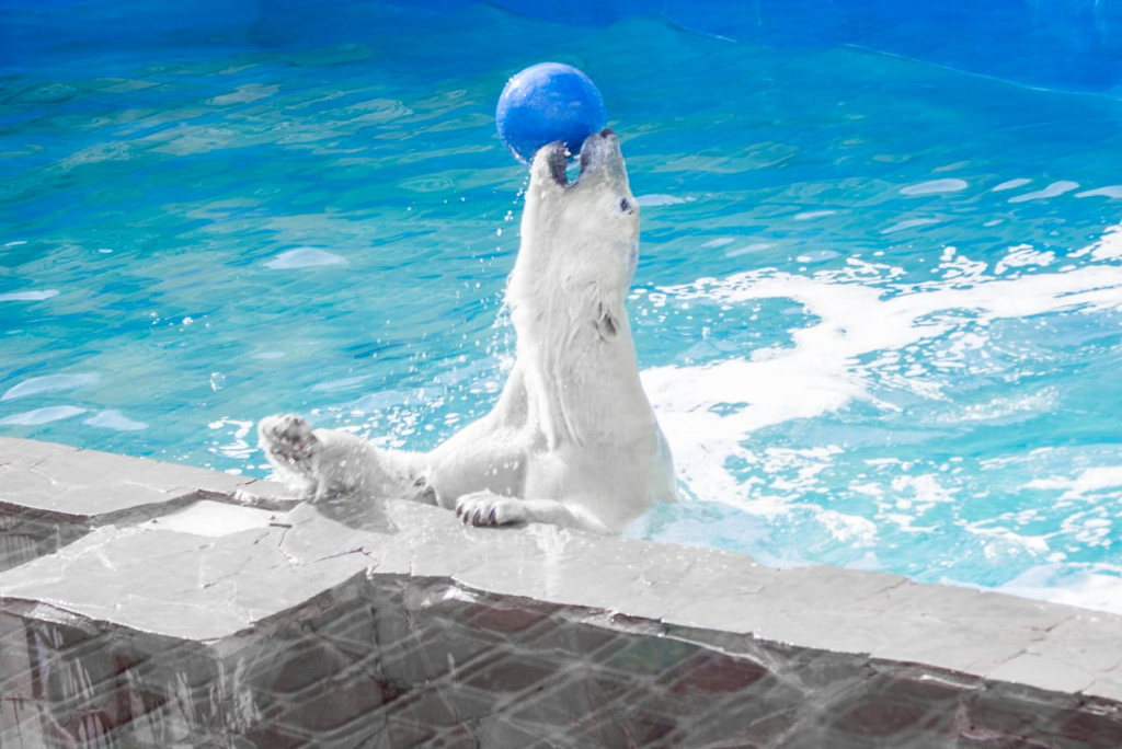 Белые медведи ростовского зоопарка отмечают свой праздник. Фото: зоопарк Ростова-на-Дону