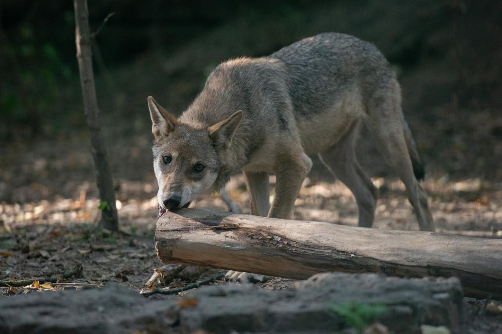 rostov_zoo_official-242327635_441633860582071_4581047803335939881_n.jpg