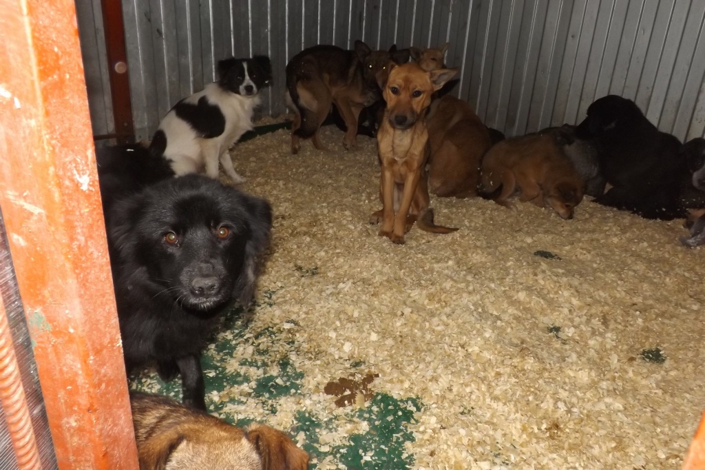 В Новошахтинске обвиняемые в убийстве 173 собак отделались штрафами. Фото: https://vk.com/ginger_dog_of_azov