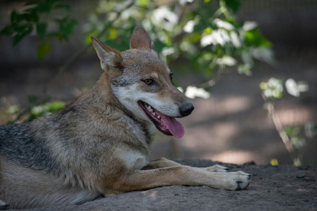 rostov_zoo_official-242232141_988099001762664_406470802454036777_n.jpg