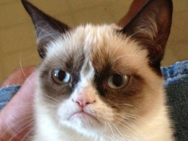 grumpy-cat-definitely-did-not-make-100-million.jpg