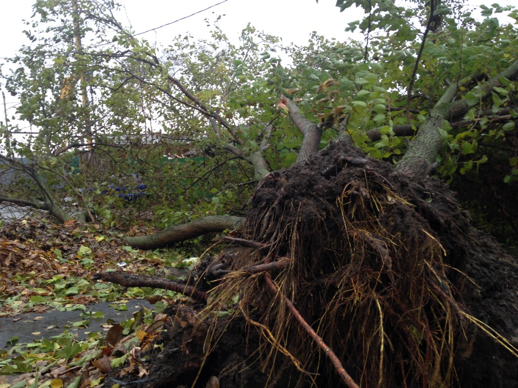 упавшее дерево упавшее дерево