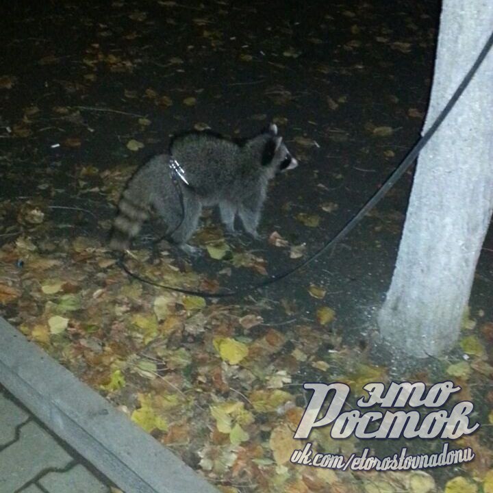 енот2.jpg