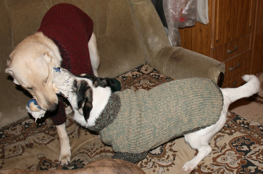 студеникина собаки в свитерах.jpg